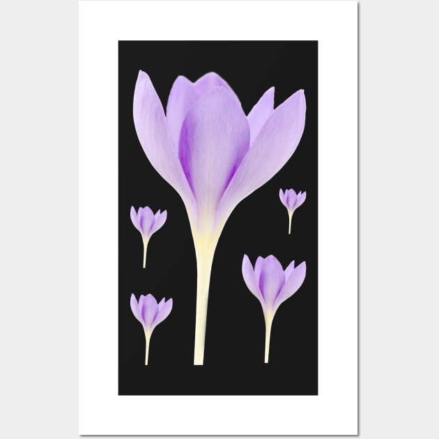 Crocus goulimyi   AGM  Autumn flowering crocus Wall Art by chrisburrows